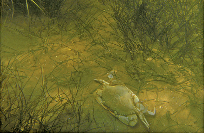 Blue crab in underwater grasses